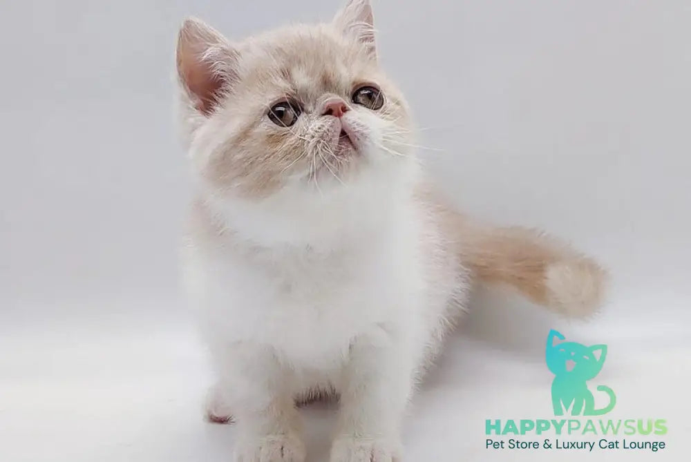 Momo Exotic male cream bicolour - live animals
