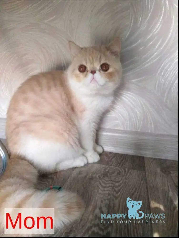 Momo Exotic male cream bicolour - live animals