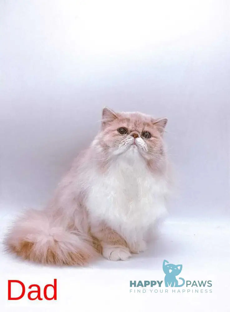 Momo Exotic male cream bicolour - live animals