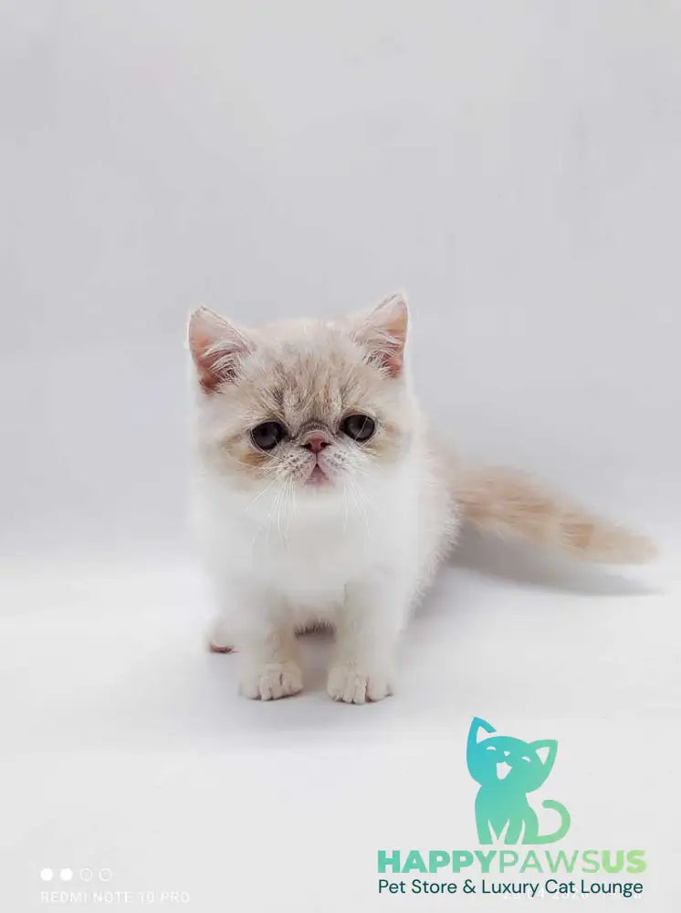 Momo Exotic male cream bicolour - live animals