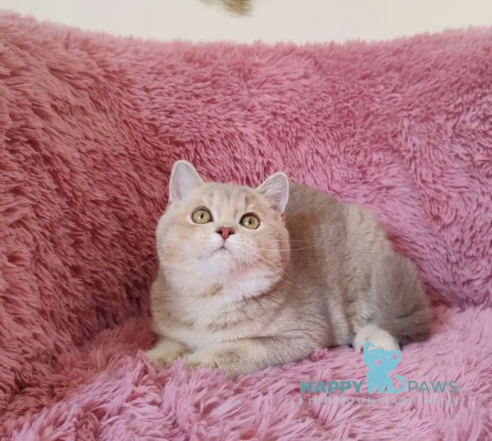 Mona British Shorthair female lilac golden chinchilla live animals