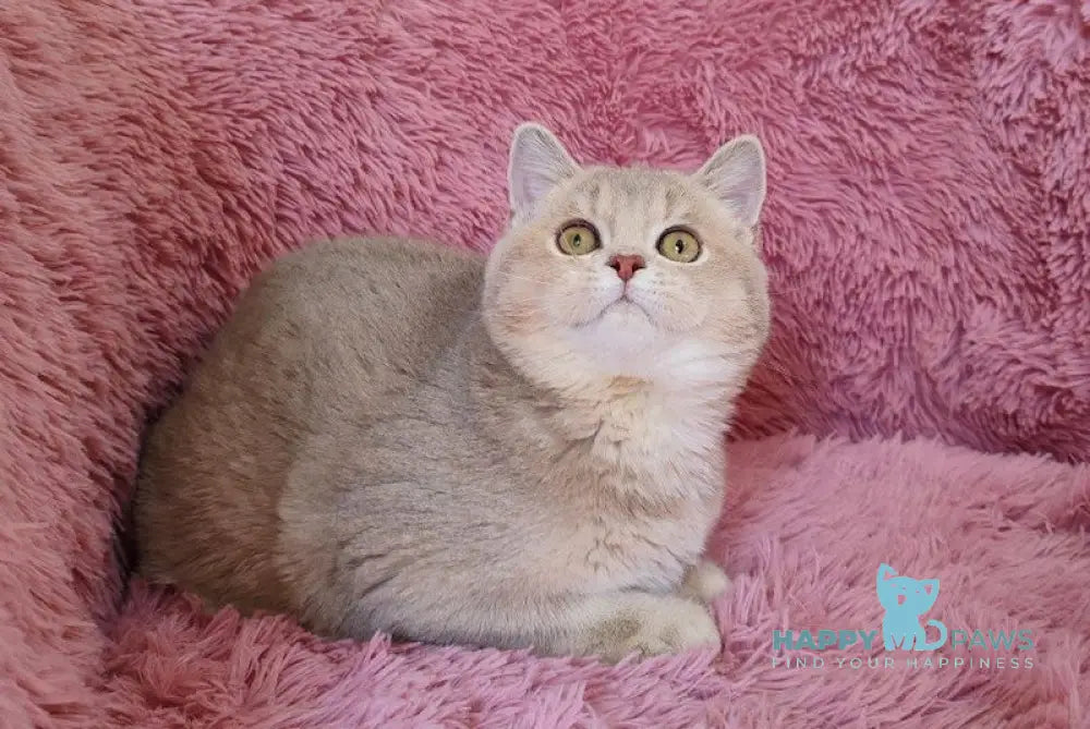 Mona British Shorthair female lilac golden chinchilla live animals