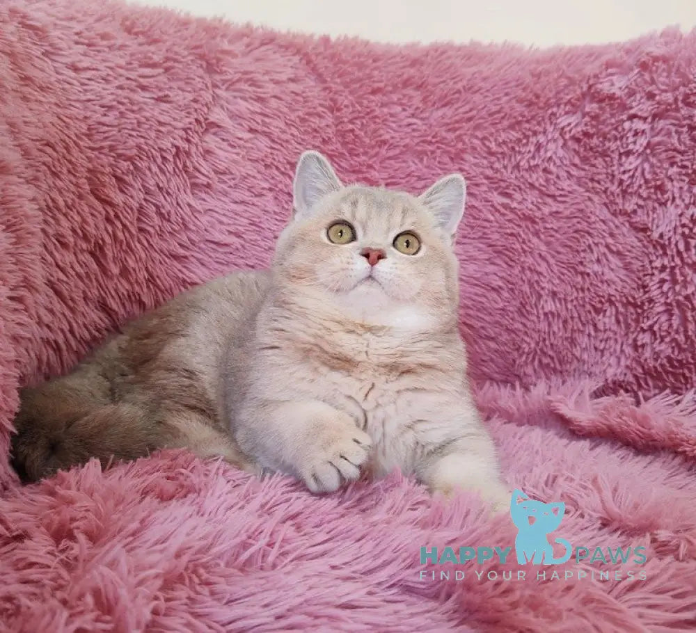 Mona British Shorthair female lilac golden chinchilla live animals