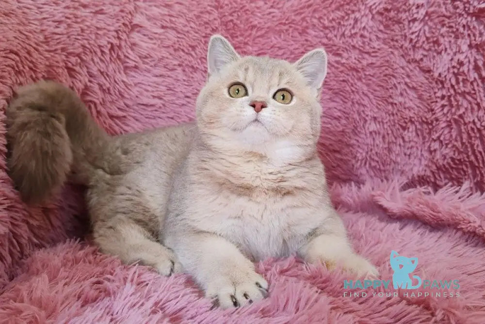Mona British Shorthair female lilac golden chinchilla live animals