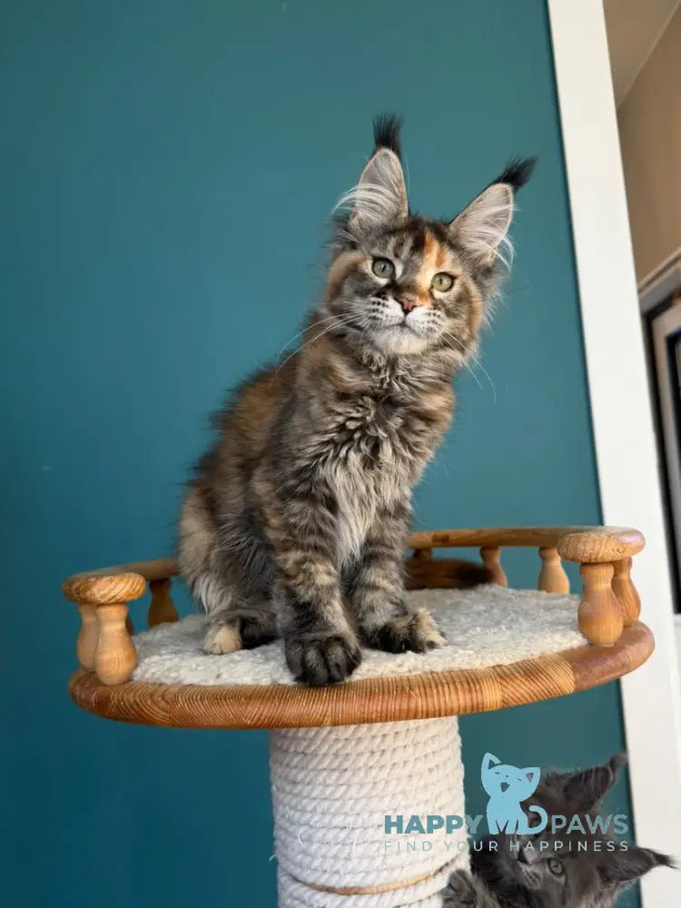 Mona Liza Maine Coon female black tortie ticked tabby - live animals