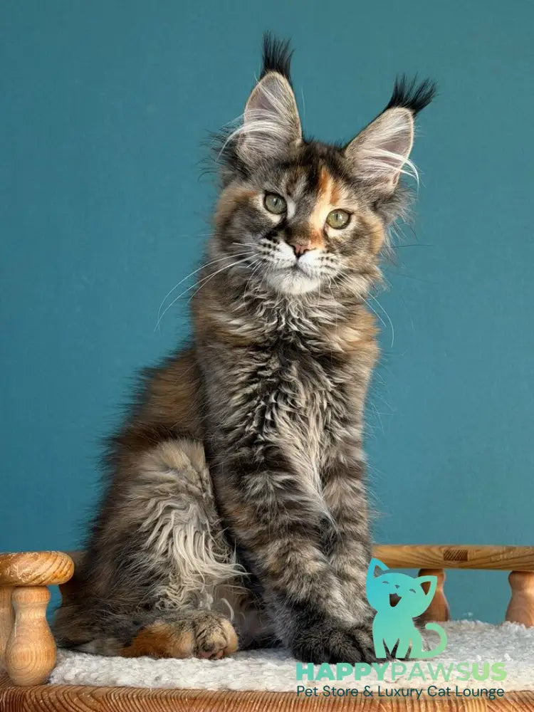 Mona Liza Maine Coon female black tortie ticked tabby - live animals