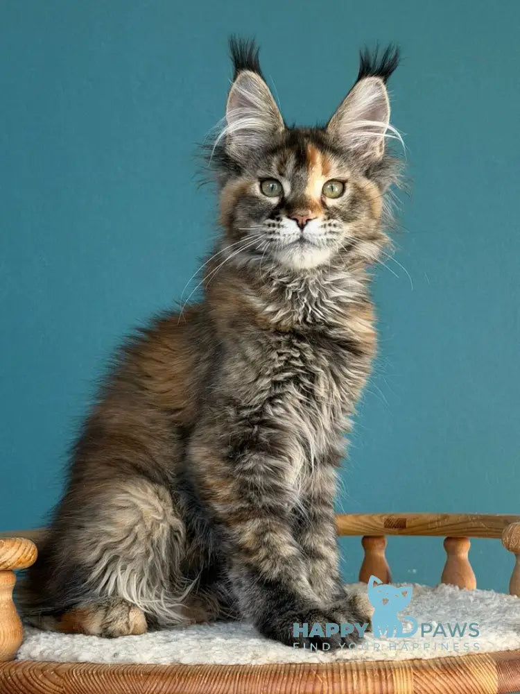 Mona Liza Maine Coon female black tortie ticked tabby - live animals