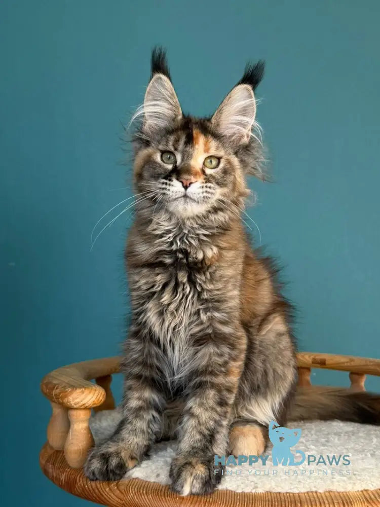 Mona Liza Maine Coon female black tortie ticked tabby - live animals