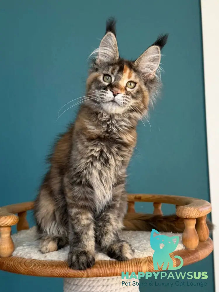 Mona Liza Maine Coon female black tortie ticked tabby - live animals