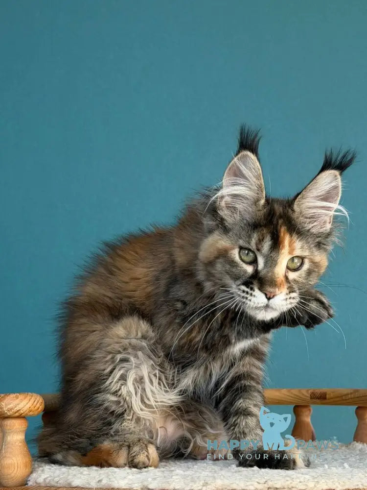 Mona Liza Maine Coon female black tortie ticked tabby - live animals