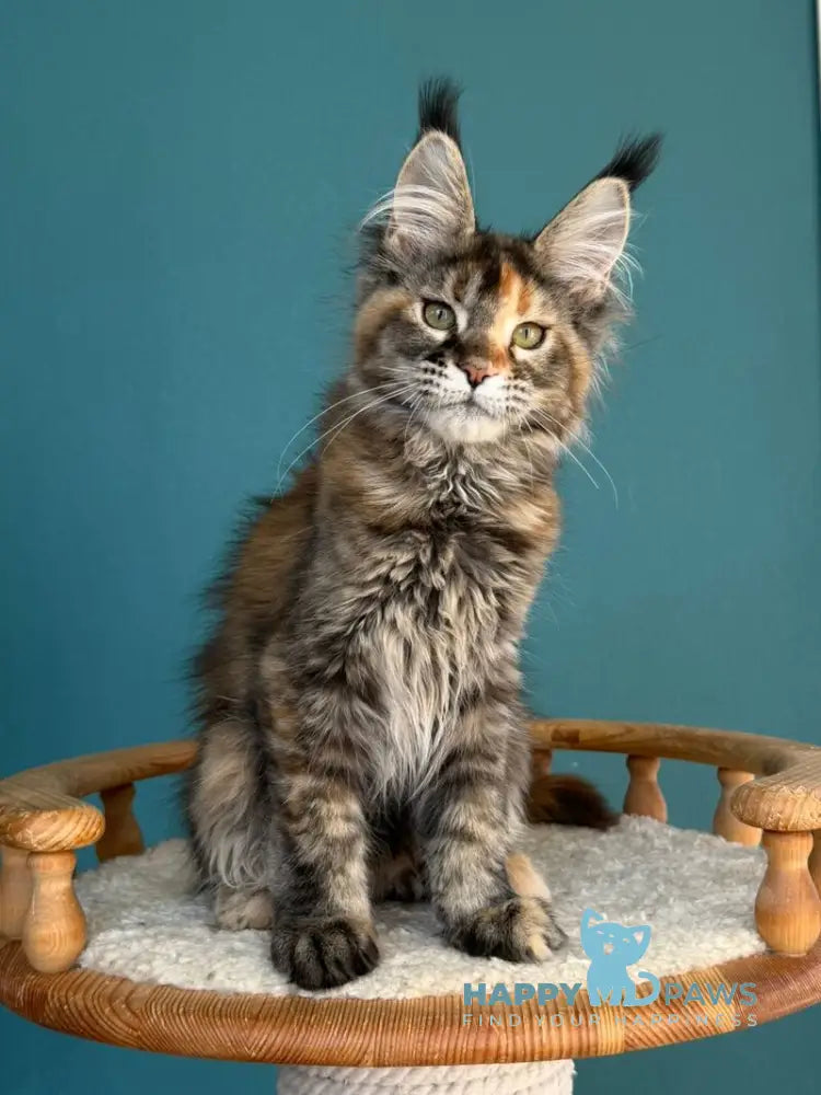 Mona Liza Maine Coon female black tortie ticked tabby - live animals