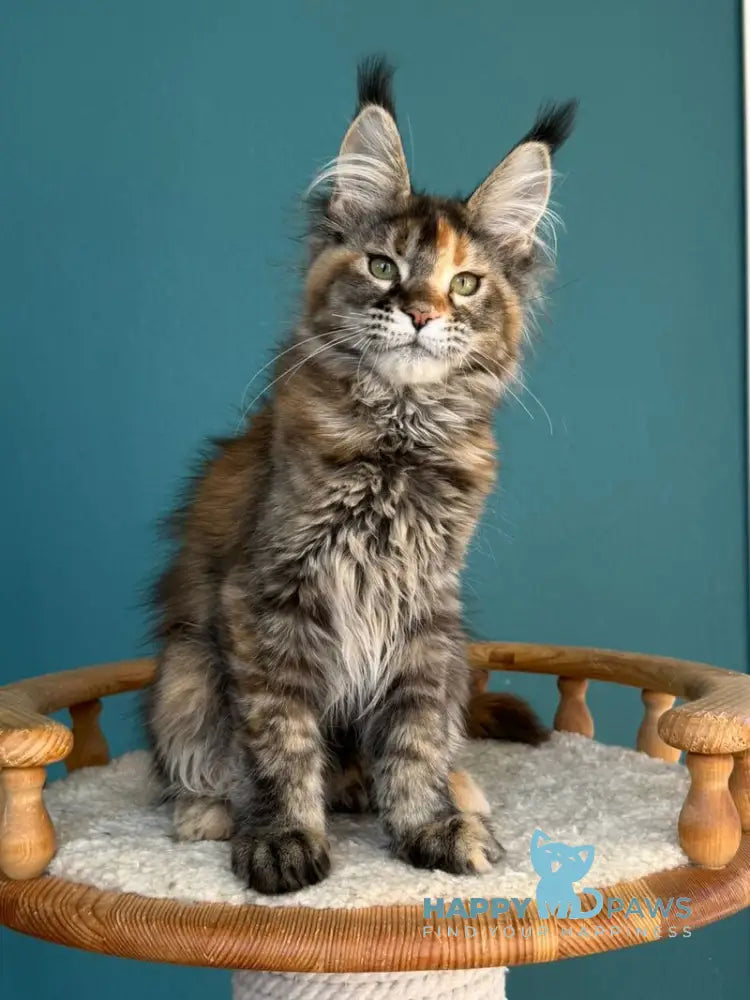 Mona Liza Maine Coon female black tortie ticked tabby - live animals