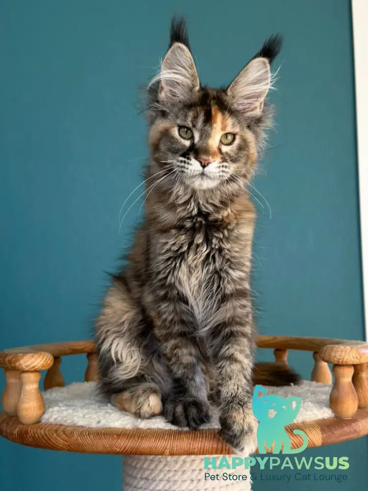 Mona Liza Maine Coon female black tortie ticked tabby - live animals