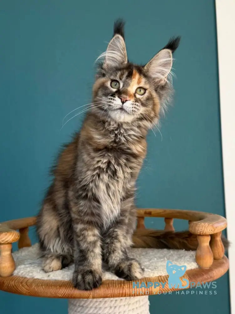 Mona Liza Maine Coon female black tortie ticked tabby - live animals
