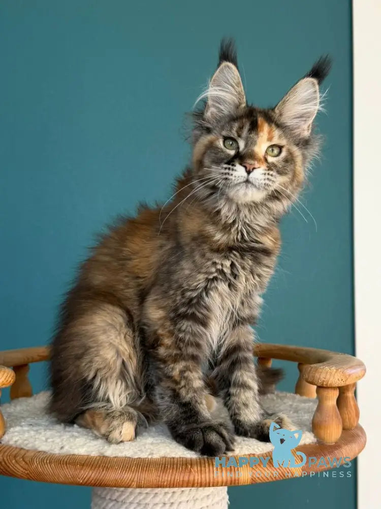 Mona Liza Maine Coon female black tortie ticked tabby - live animals
