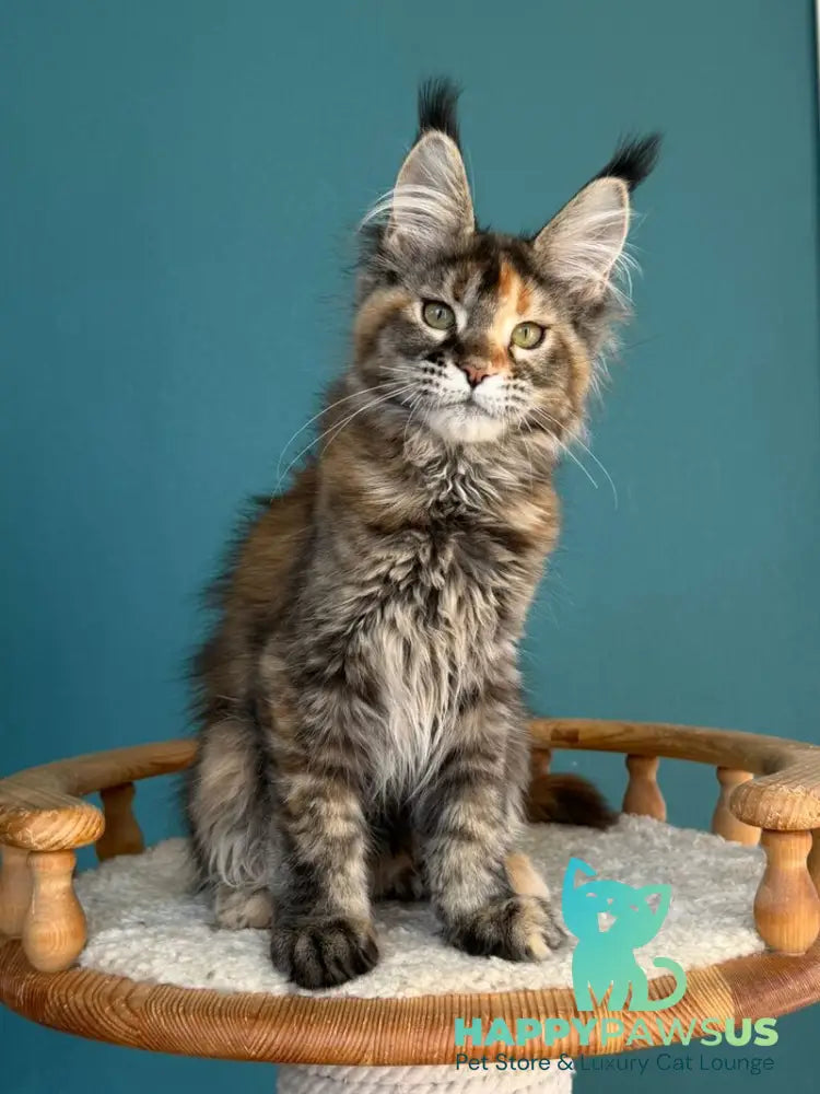 Mona Liza Maine Coon female black tortie ticked tabby - live animals