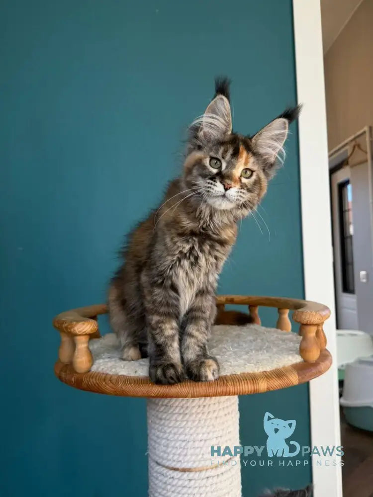 Mona Liza Maine Coon female black tortie ticked tabby - live animals