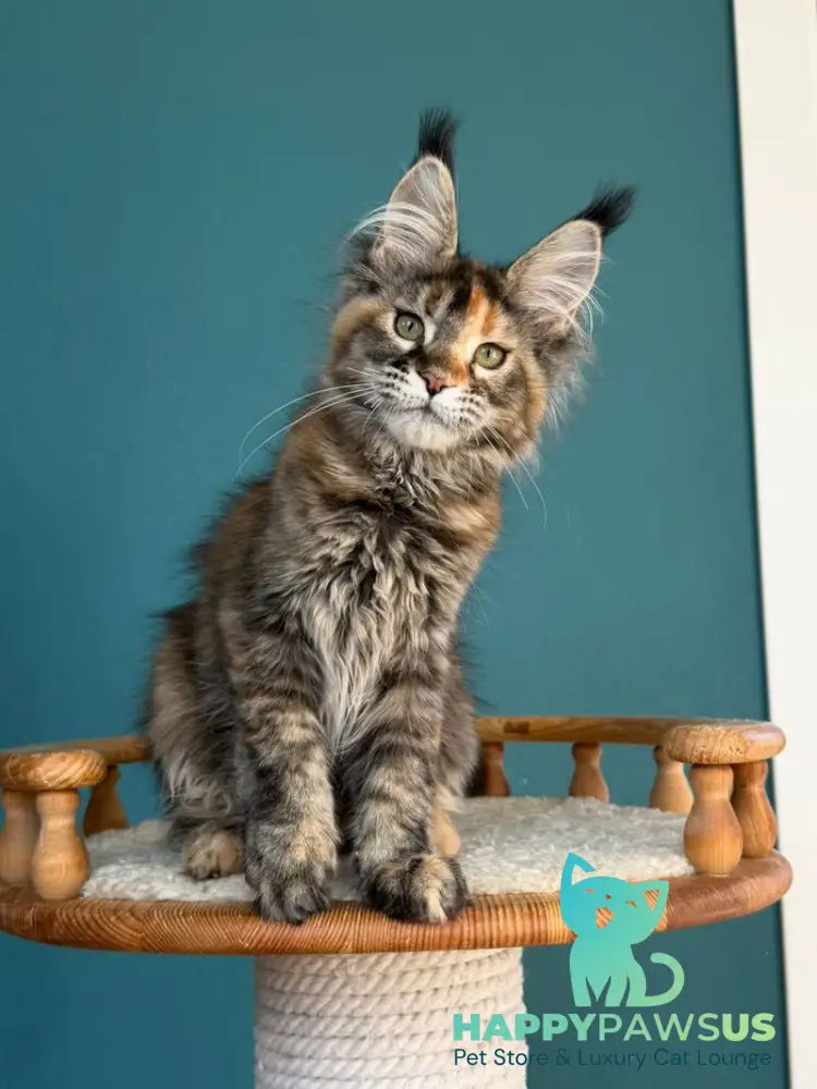 Mona Liza Maine Coon female black tortie ticked tabby - live animals