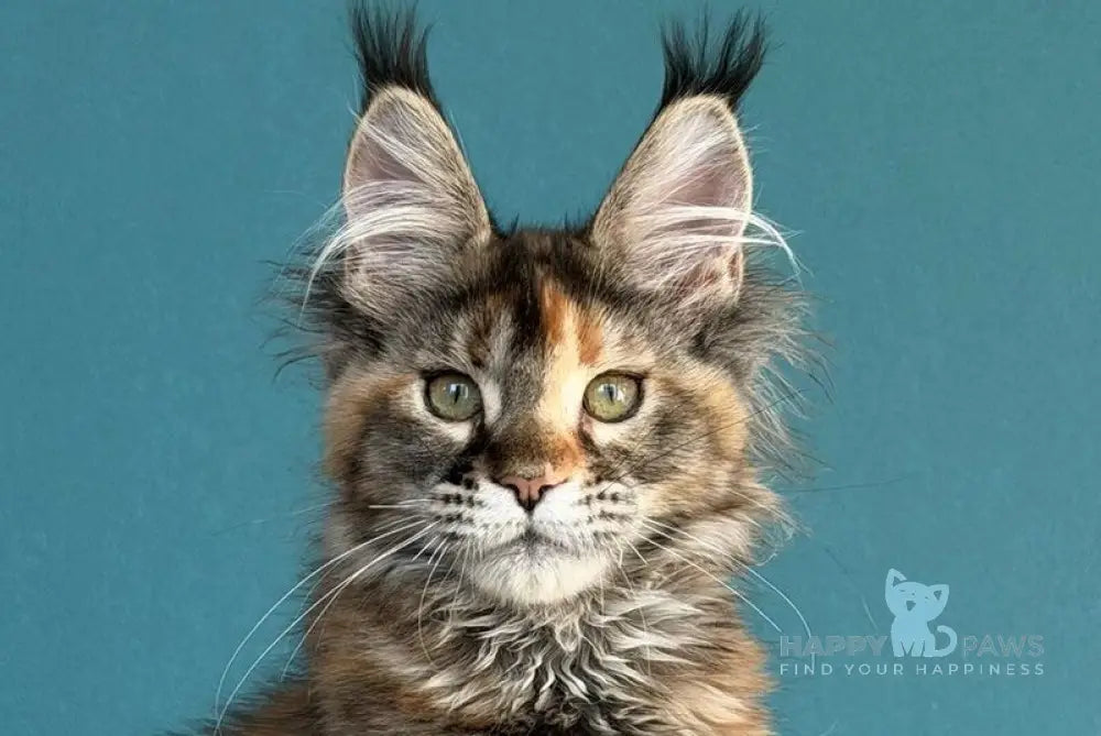 Mona Liza Maine Coon female black tortie ticked tabby - live animals