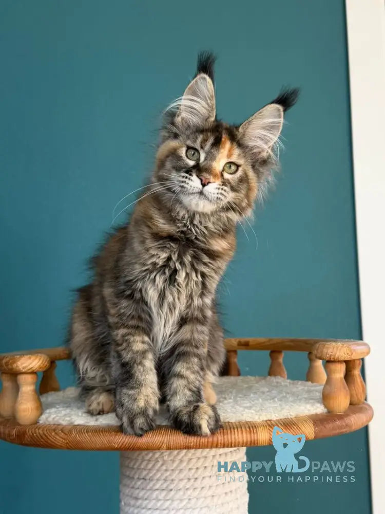 Mona Liza Maine Coon female black tortie ticked tabby - live animals