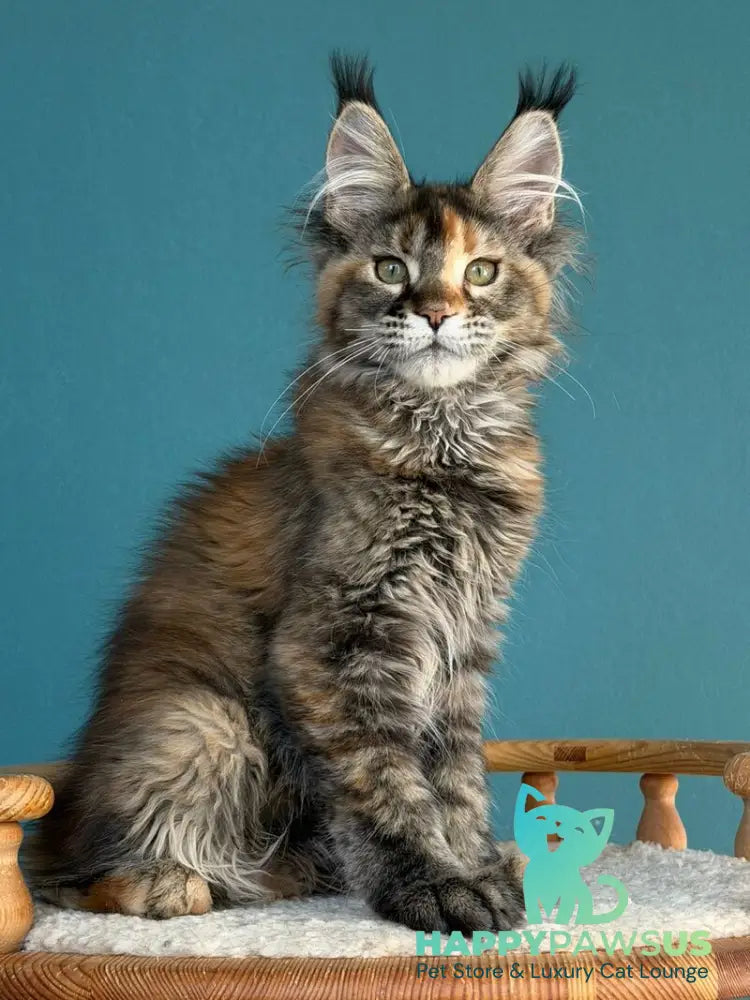 Mona Liza Maine Coon female black tortie ticked tabby - live animals