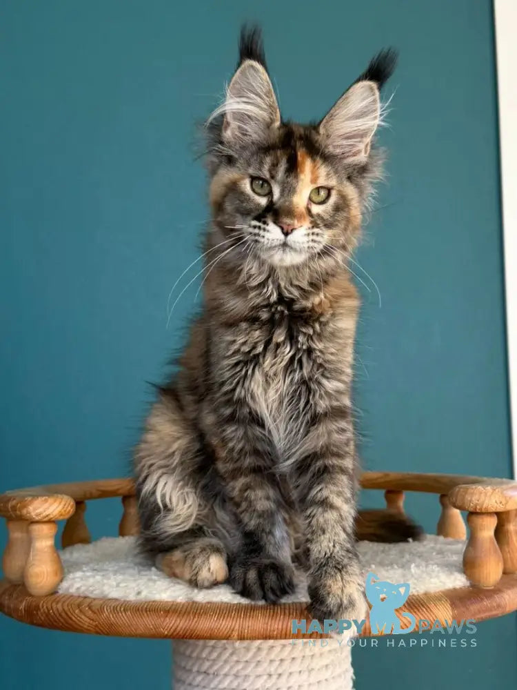 Mona Liza Maine Coon female black tortie ticked tabby - live animals