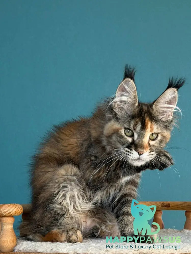Mona Liza Maine Coon female black tortie ticked tabby - live animals