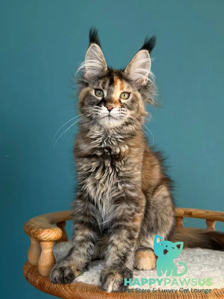 Mona Liza Maine Coon female black tortie ticked tabby - live animals