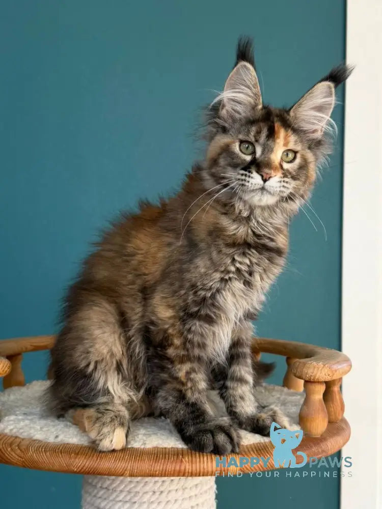 Mona Liza Maine Coon female black tortie ticked tabby - live animals