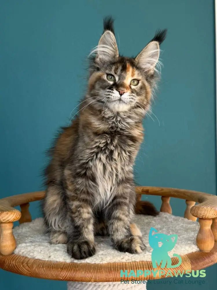 Mona Liza Maine Coon female black tortie ticked tabby - live animals