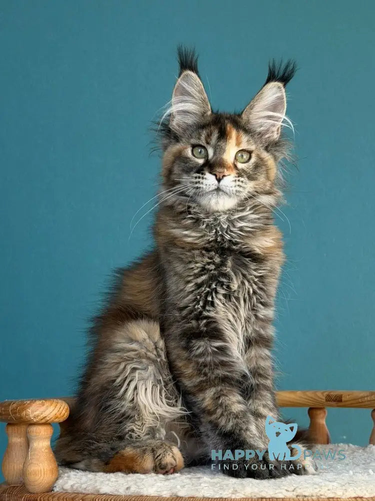 Mona Liza Maine Coon female black tortie ticked tabby - live animals