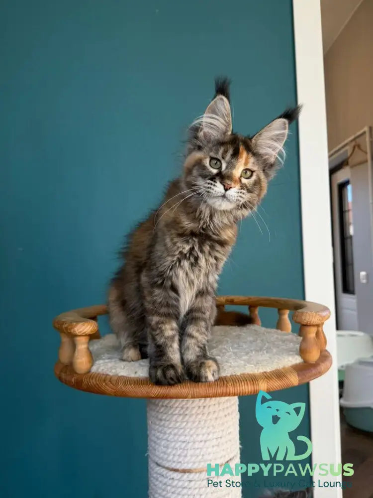 Mona Liza Maine Coon female black tortie ticked tabby - live animals