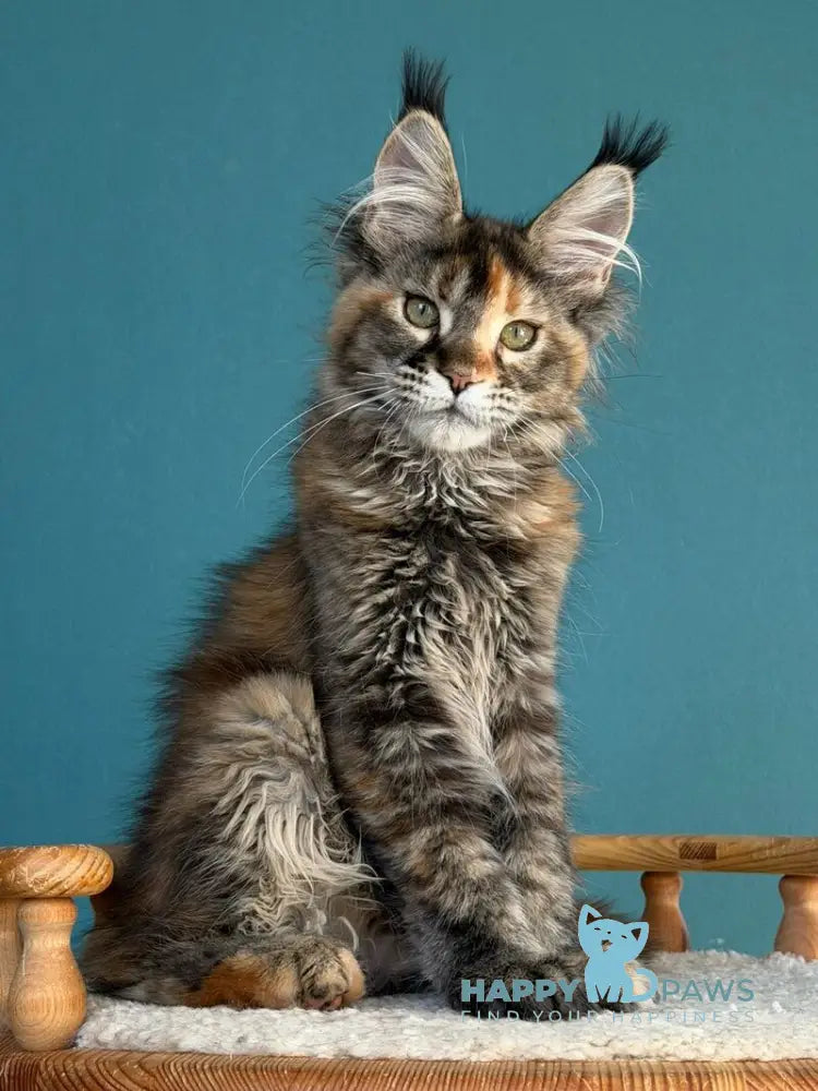 Mona Liza Maine Coon female black tortie ticked tabby - live animals