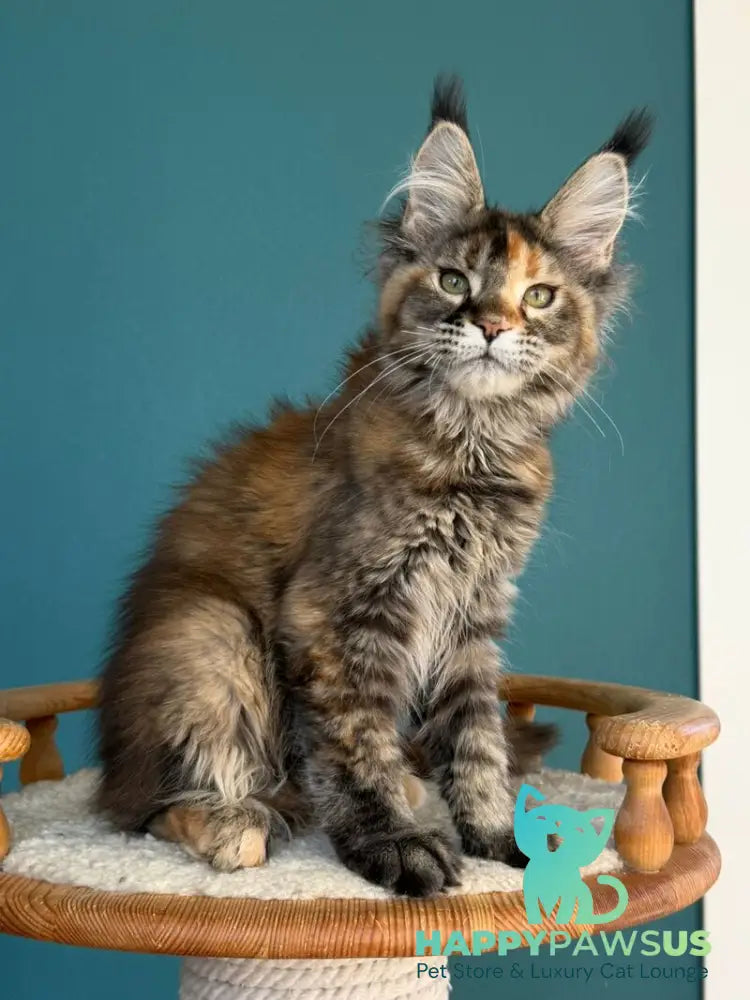 Mona Liza Maine Coon female black tortie ticked tabby - live animals