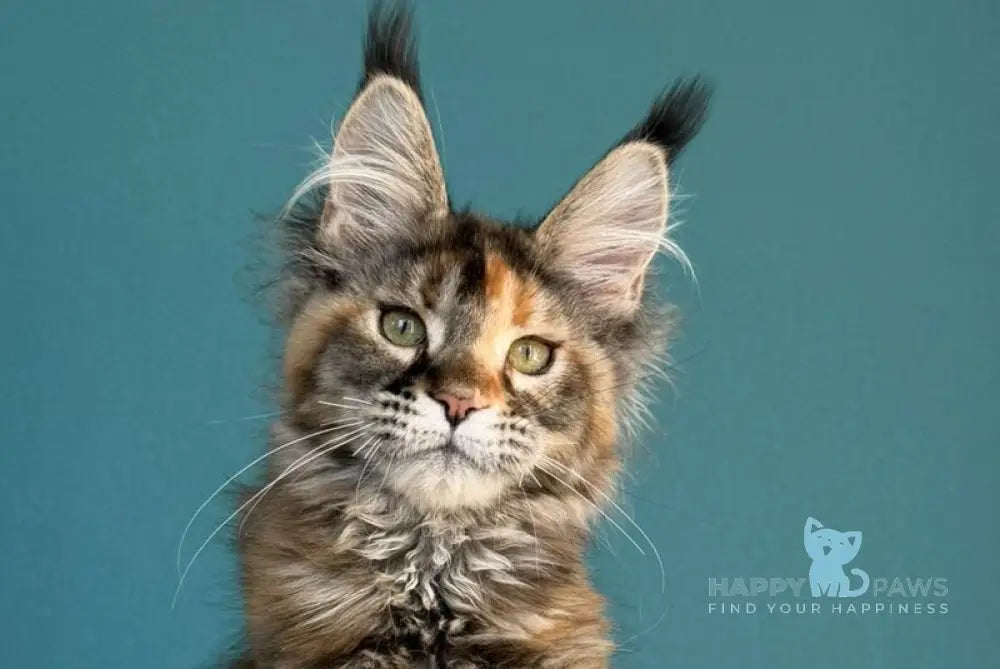 Mona Liza Maine Coon female black tortie ticked tabby - live animals