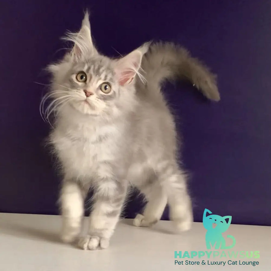 Monaco Maine Coon male blue tabby - live animals