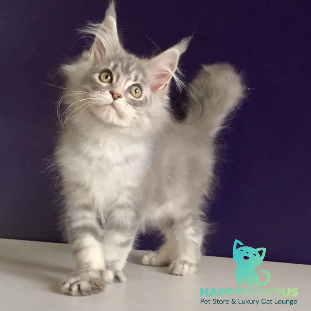 Monaco Maine Coon male blue tabby - live animals