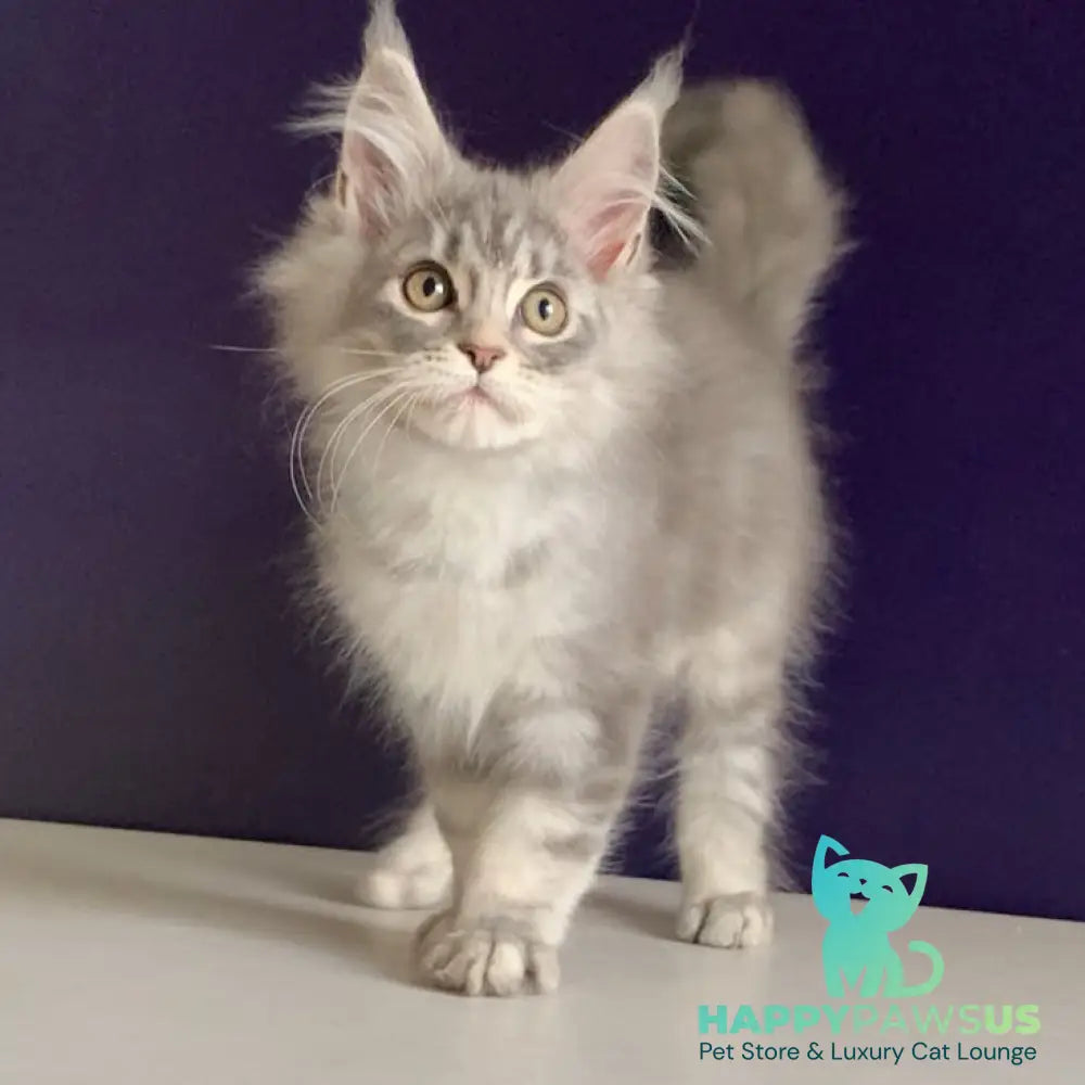 Monaco Maine Coon male blue tabby - live animals