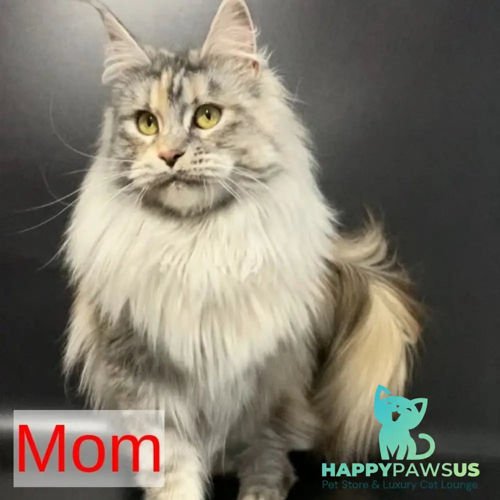 Monaco Maine Coon male blue tabby - live animals