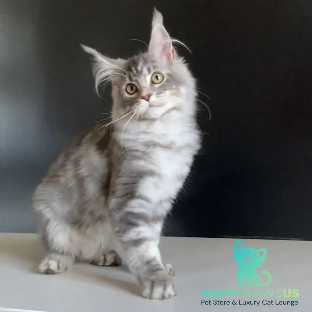 Monaco Maine Coon male blue tabby - live animals
