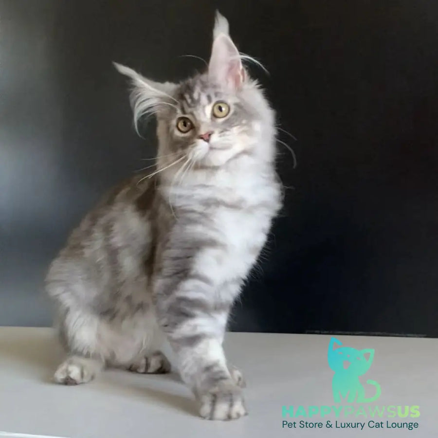 Monaco Maine Coon male blue tabby - live animals