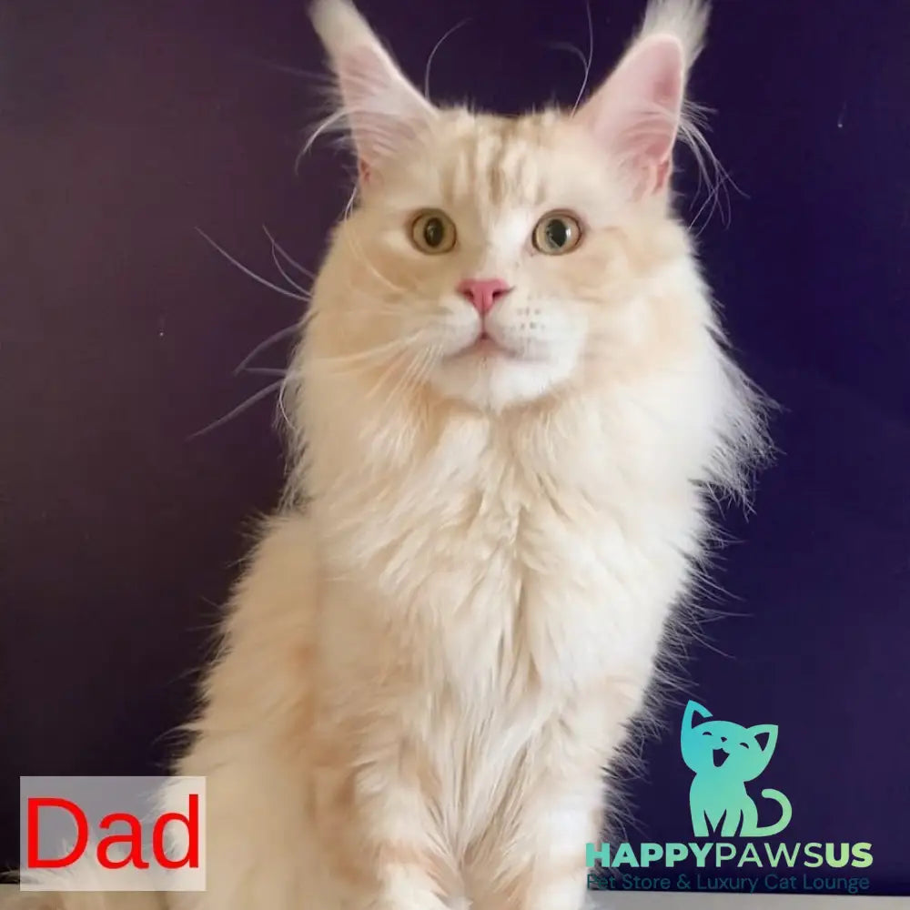 Monaco Maine Coon male blue tabby - live animals