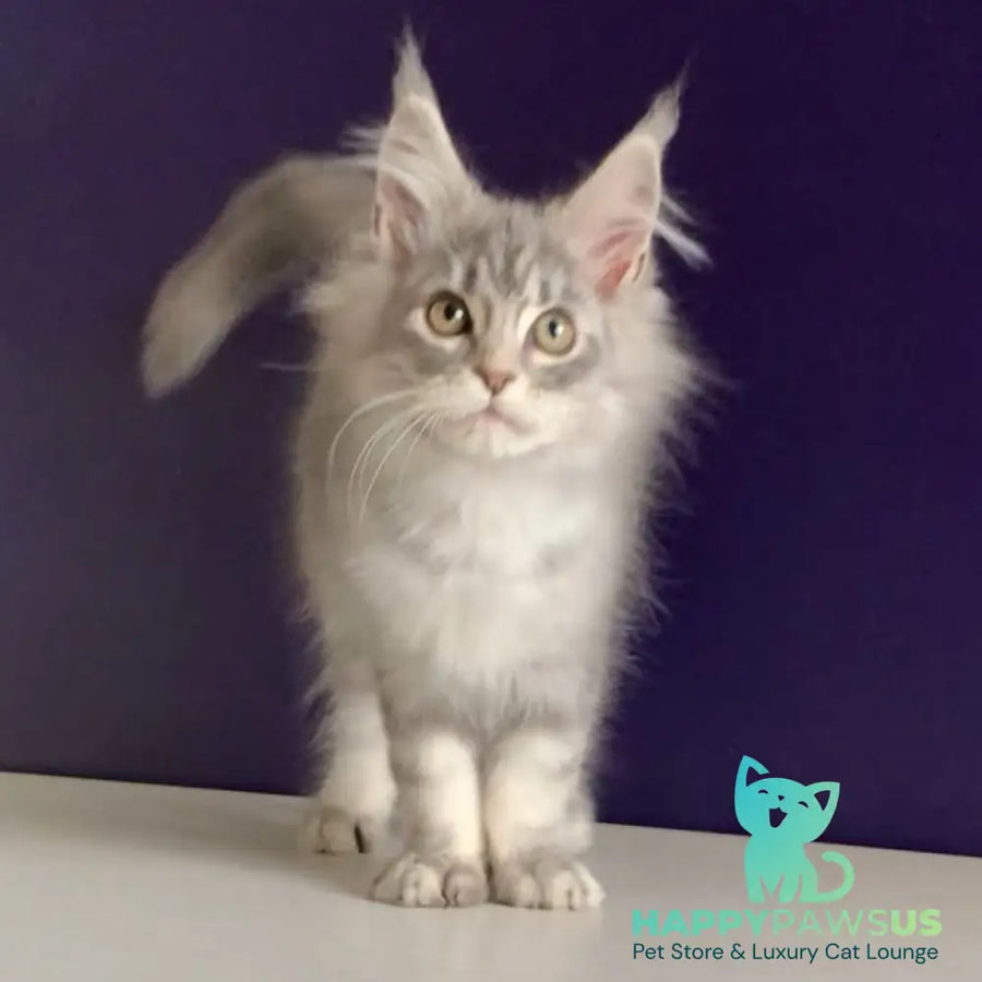 Monaco Maine Coon male blue tabby - live animals