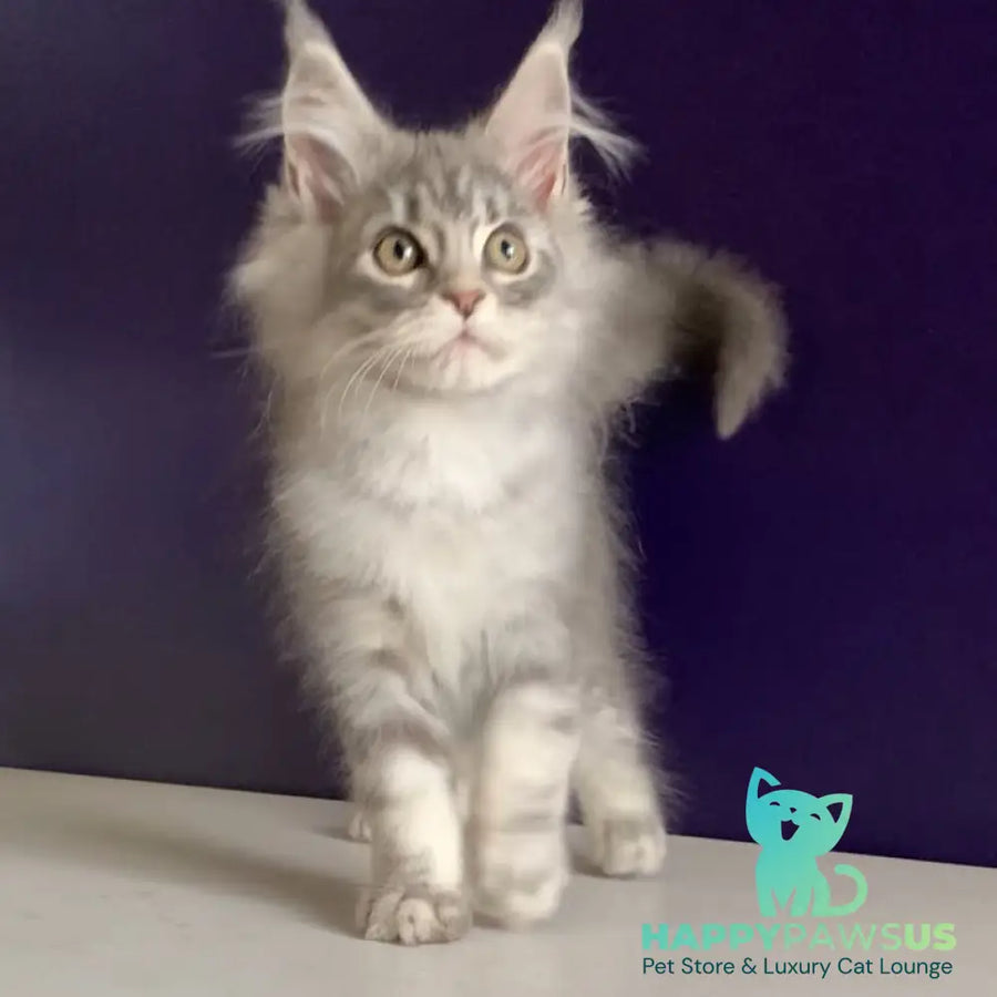 Monaco Maine Coon male blue tabby - live animals