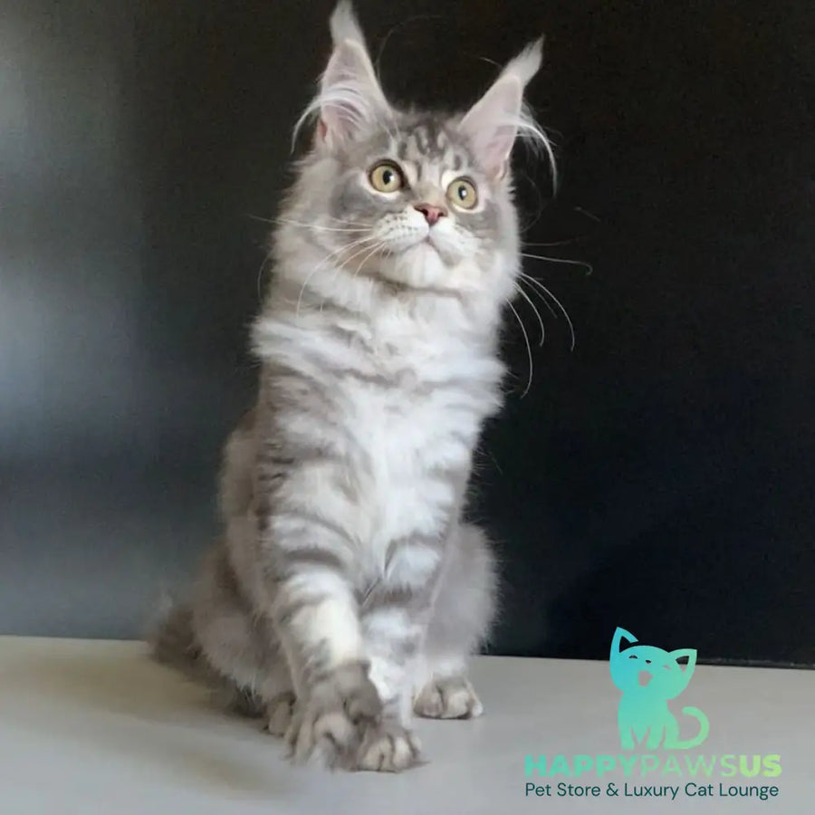 Monaco Maine Coon male blue tabby - live animals