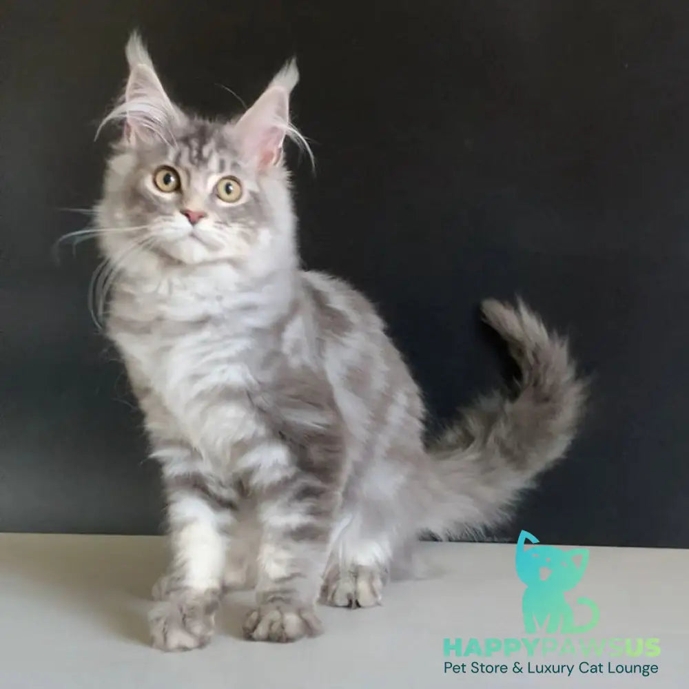 Monaco Maine Coon male blue tabby - live animals