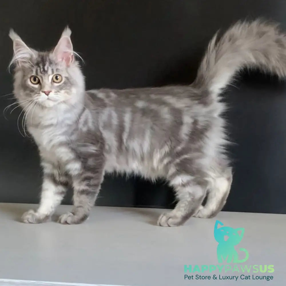 Monaco Maine Coon male blue tabby - live animals
