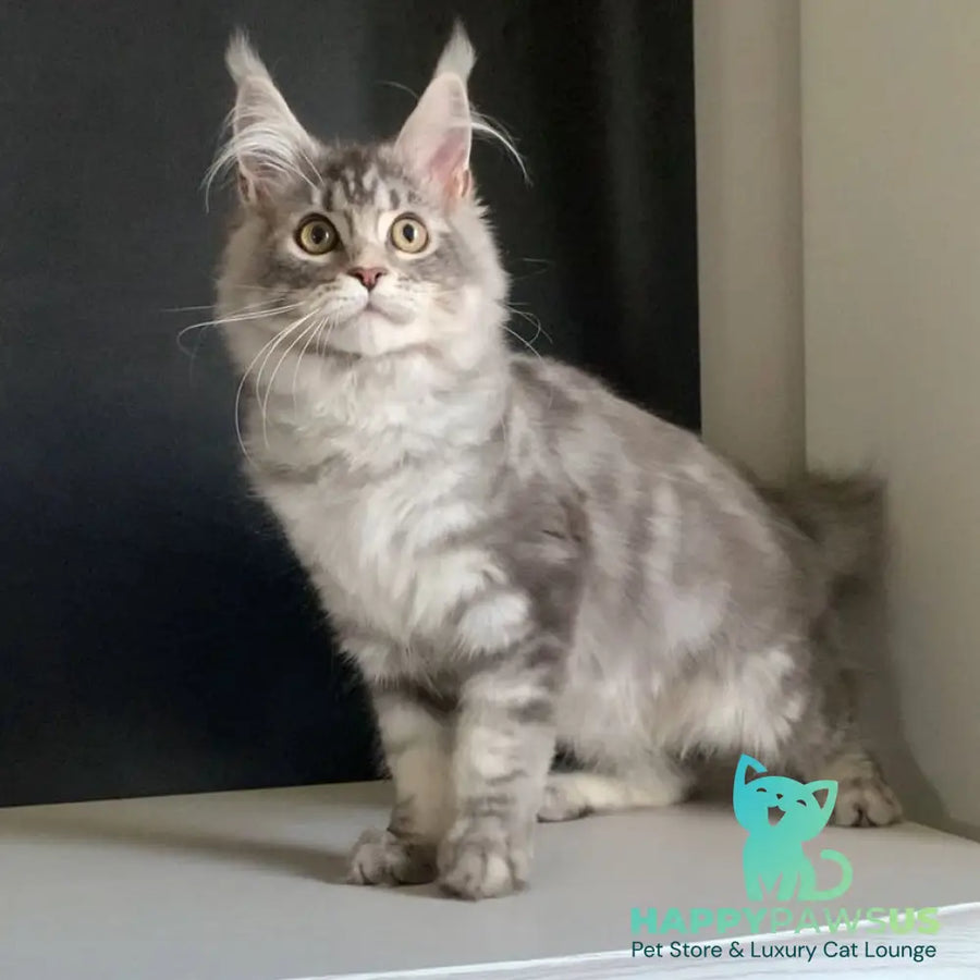Monaco Maine Coon male blue tabby - live animals