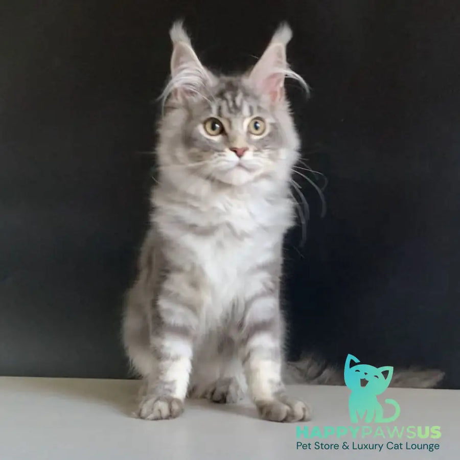 Monaco Maine Coon male blue tabby - live animals