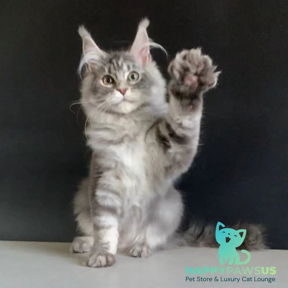 Monaco Maine Coon male blue tabby - live animals